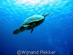 Turtle @ Sharm by Wijnand Plekker 